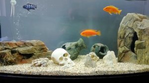 Малавийские цихлиды в аквариуме. Malawi cichlids