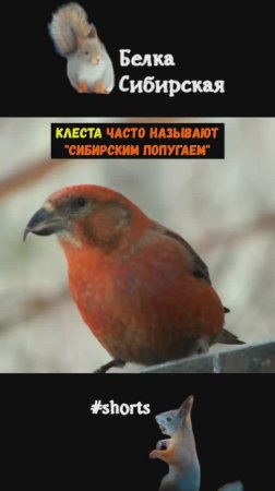 Клесты-еловики на кормушке