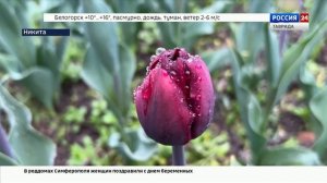 Парад тюльпанов стартовал в Никитском ботаническом саду