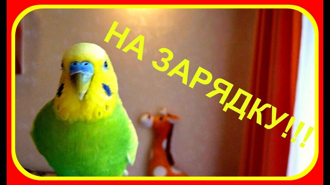 Попугай делает зарядку?!!!//Веселый и смешной волнистый попугай