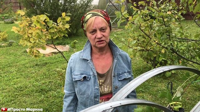 Черная малина сорт Кумберленд. Уход и обрезка осенью. смотреть онлайн