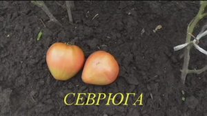 Разбираюсь с сортами помидоров