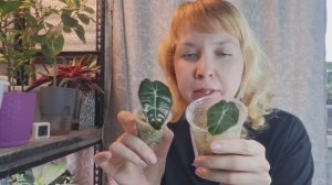 Пересадка малышек алоказий из мха в грунт