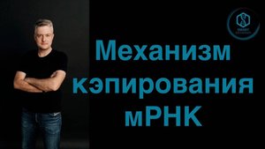 Механизм Кэпирования мРНК.