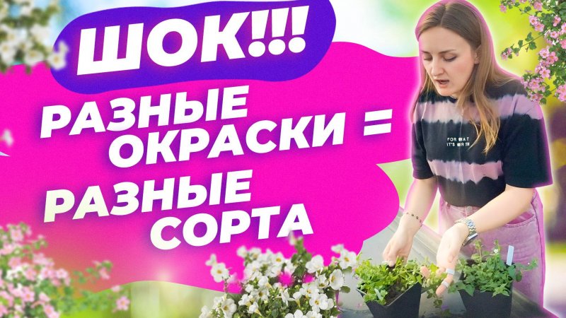 АМПЕЛЬНЫЕ И ПОЧВОПОКРОВНЫЕ - В ЧЕМ РАЗНИЦА