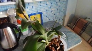 Благодарные детки_что случилось_спят мурмусики