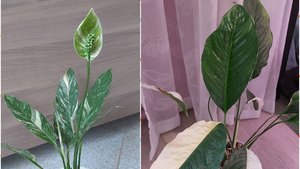 Вариегатные спатифиллумы в моей коллекции!