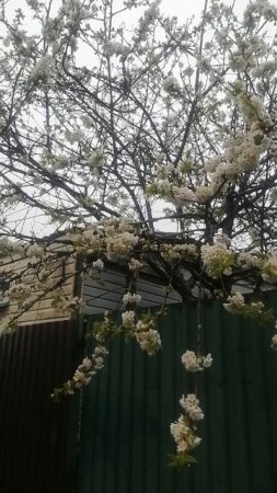 Вечна в разгаре