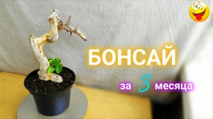 Бонсай за 3 месяца. Пеларгония. Пеперомия.