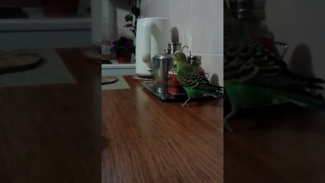 Попугай Кеша разбушевался смотреть онлайн