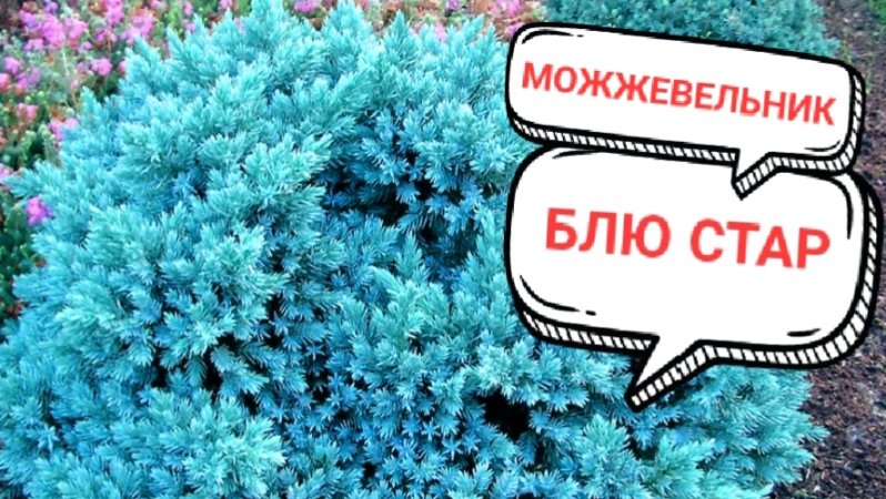 Откопала Голубую звезду. Хвойные в моём саду