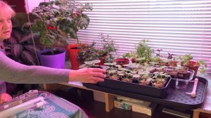 Фитолампа из Леруа  Удачная покупка!