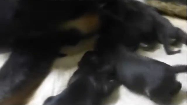 Роды у суки тибетского мастифа. Питомник РКФ С Волчьей земли.