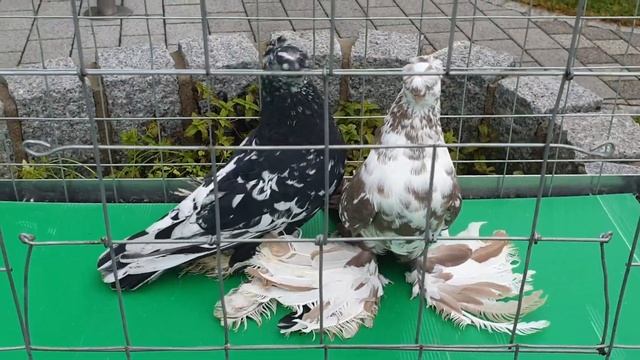 Usbekische Tauben смотреть онлайн