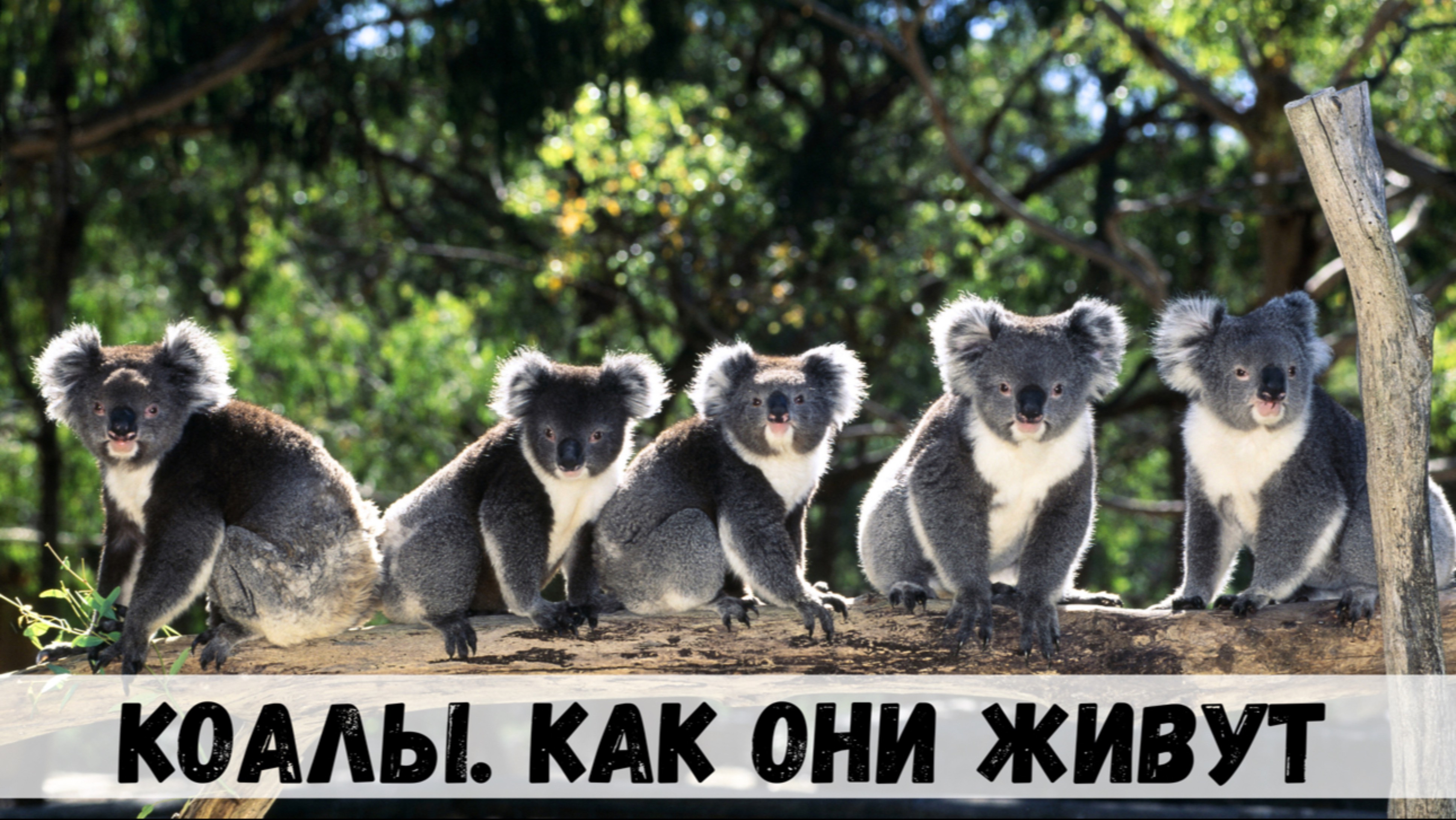 Коалы, как они живут?