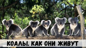 Коалы, как они живут?
