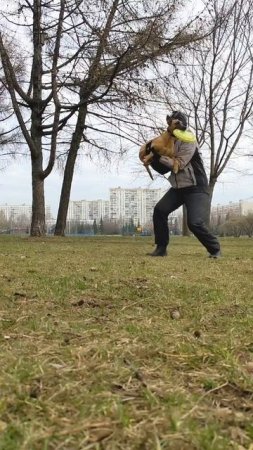 Спортивный метис Прима - флиповый дог-кетч