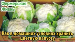 Как в домашних условиях хранить цветную капусту