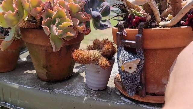 Succulent garden tour | updates 2021 смотреть онлайн