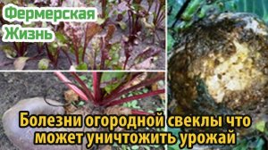 Болезни огородной свеклы что может уничтожить урожай