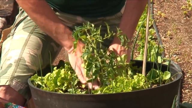 Growing Tomatoes : How to Grow Tomato Plants in Containers смотреть онлайн