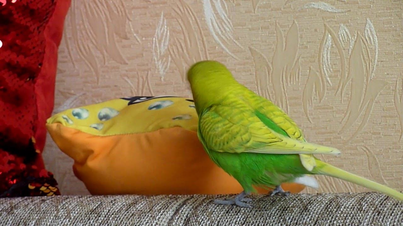 ВЕСЕЛЫЙ СУББОТНИЙ ДЕНЬ ВОЛНИСТОГО ПОПУГАЯ ТОШИ  // FUNNY PARROT // зеленый попугайчик TV