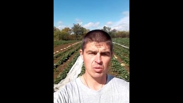 Приморская земляничная плантация|Чернышевка смотреть онлайн