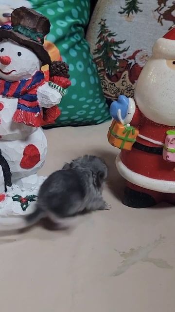 WILL MAKE YOU😃 #shorts #animals #chinchilla #pets #funny #rodents #Christmas #xmas #happy #cute смотреть онлайн
