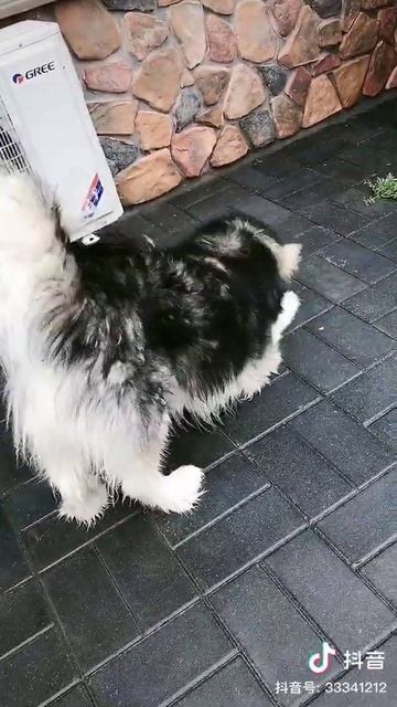 Dog Eat Fish Fried #Shorts смотреть онлайн