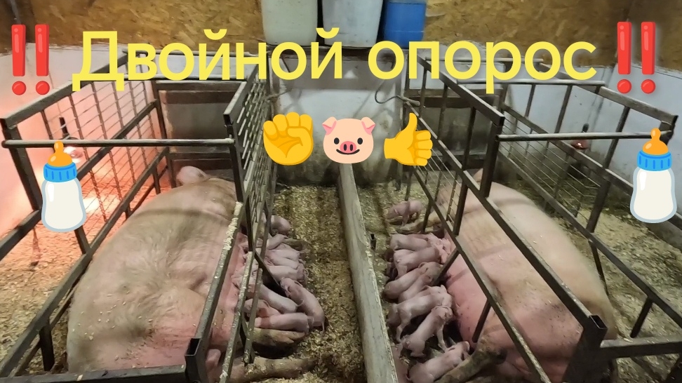 ✅ Двойной опорос 🏆Пирожок берёт первенство сезона по количеству поросят 🥇🐷👍 смотреть онлайн
