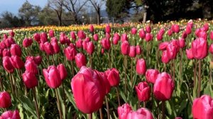 Море Тюльпанов! Самое Красивое Цветение Весны в Крыму!