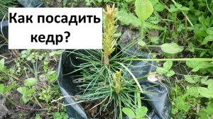 Как посадить кедр_