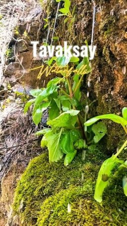 Tavaksay waterfalls