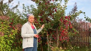 Что же это за яблоня такая.