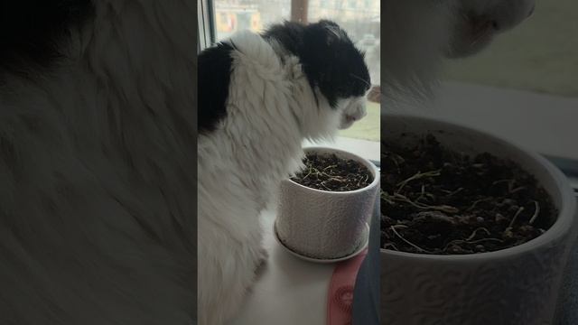Маркиз Булочкин