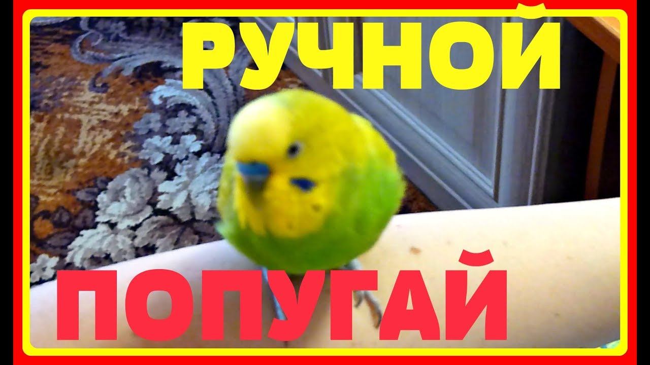 РУЧНОЙ ВОЛНИСТЫЙ ПОПУГАЙ//САМЫЙ РУЧНОЙ ПОПУГАЙЧИК ТОША//зеленый попугайчик TV