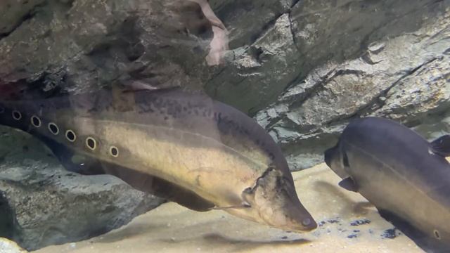 Fresh water fish