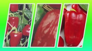 Перец ПЛАМЕННЫЙ