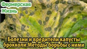 Болезни и вредители капусты брокколи Методы борьбы с ними