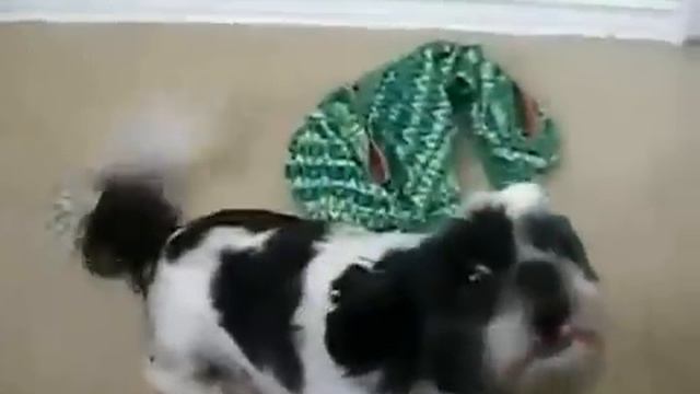 Собачка с необычным голосом смотреть онлайн