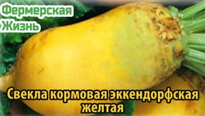 Свекла кормовая эккендорфская желтая