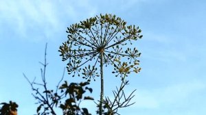 Укроп после дождя