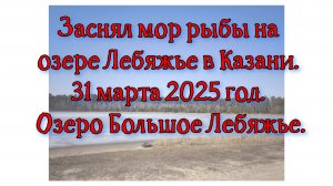 Заснял мор рыбы на озере Лебяжье в Казани. 31 марта 2025 год. Озеро Большое Лебяжье.