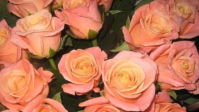 Эти розы для тебя! смотреть онлайн