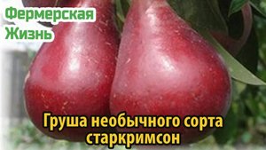 Груша необычного сорта старкримсон