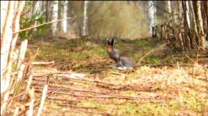 НАГОНКА ПО ЗАЙЦУ. РГ Аргон вл. Шатров В.А.#охотасгончей#собака#животные#топ #hunting