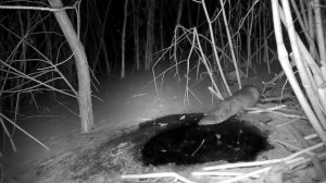 Когда бобер встречает выдру - или наоборот