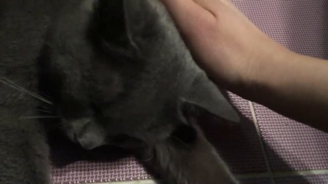 Кошечка Кира громко мурчит)) смотреть онлайн