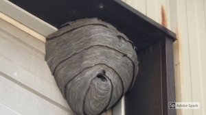 Gigantic Hornet or Black Wasp Nest in Garage