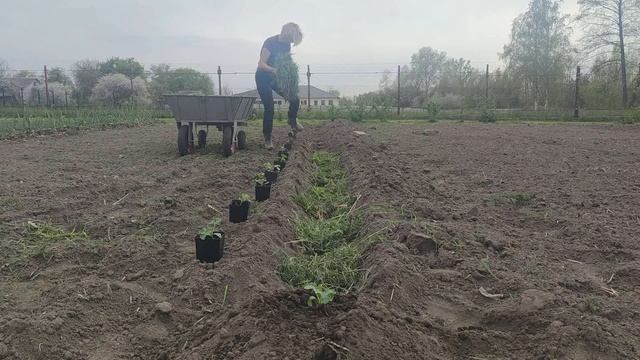 Висаджую дині та кавуни у ґрунт (город) із розсади на прілу траву смотреть онлайн